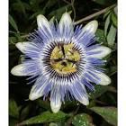 PASSIFLORA CAERULEA