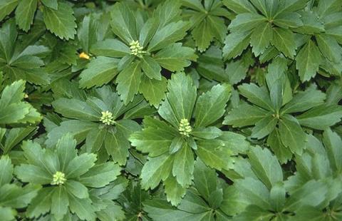 PACHYSANDRA TERMINALIS