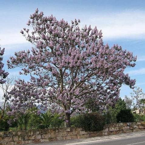 PAULOWNIA TOMENTOSA