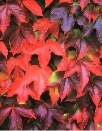 PARTHENOCISSUS TR. VEITCHII