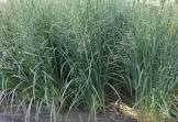 PANICUM VIRGATUM NORTHWIND