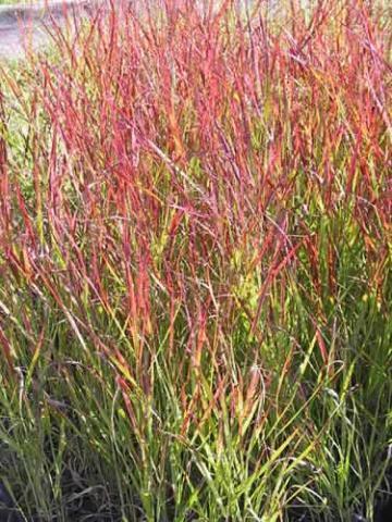 PANICUM VIRGATUM REHBRAUN