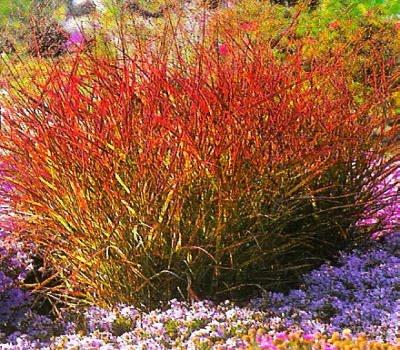 PANICUM VIRGATUM ROTSTRAHLBUSCH