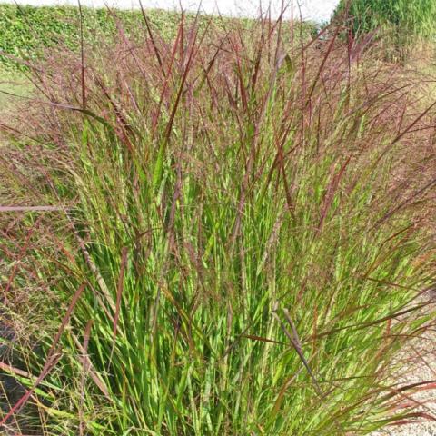 PANICUM VIRGATUM WARRIOR