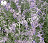 PEROVSKIA ATRIPLICIFOLIA BLUE SPIRE