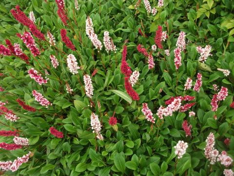 PERSICARIA AFFINIS DARJEELING RED