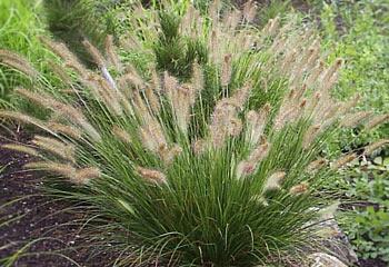 PENNISETUM ALOP. HAMELN