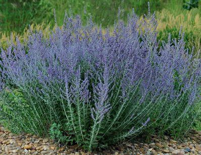 PEROVSKIA ATRIPLICIFOLIA LACEY BLUE ®