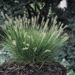 PENNISETUM ALOP. LITTLE BUNNY