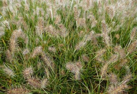 PENNISETUM ALOP. LITTLE HONEY