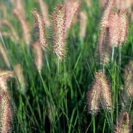 PENNISETUM ALOPECUROIDES (COMPRESSUM)