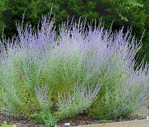 PEROVSKIA ATRIPLICIFOLIA LITTLE SPIRE