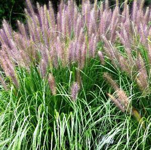 PENNISETUM ALOP. REDHEAD