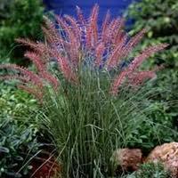 PENNISETUM OR. KARLEY ROSE