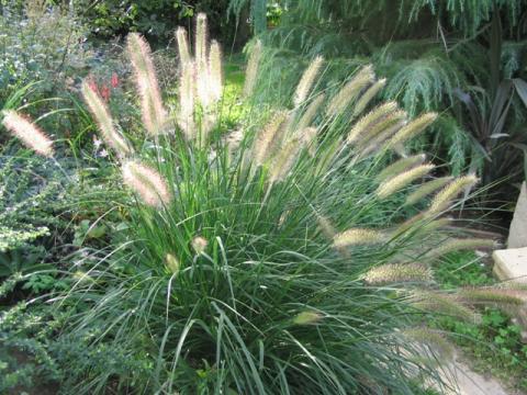 PENNISETUM ORIENTALE