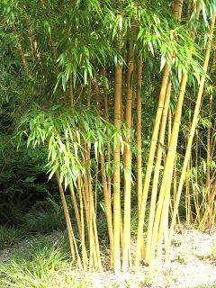 PHYLLOSTACHYS AUREOSULCATA SPECTABILIS