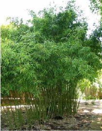 PHYLLOSTACHYS AUREA