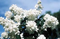 PHILADELPHUS BOUQUET BLANC