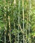 PHYLLOSTACHYS BISSETII