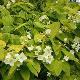 PHILADELPHUS COR. AUREUS