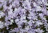 PHLOX (S) EMERALD CUSHION BLUE