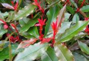 PHOTINIA FRASERI CAMILVY