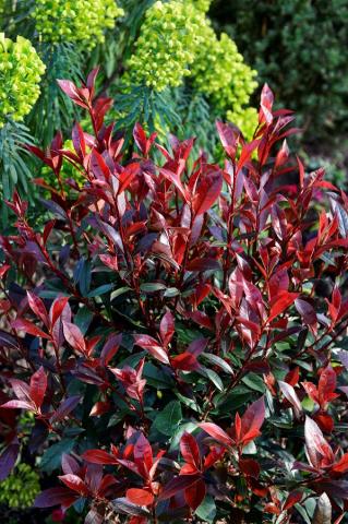 PHOTINIA FRASERI CARRE ROUGE