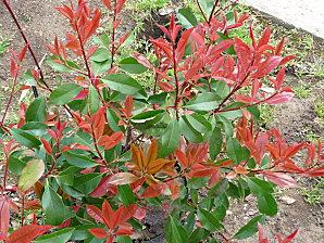 PHOTINIA FRASERI LITTLE RED ROBIN