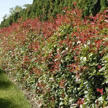 PHOTINIA FRASERI RED ROBIN