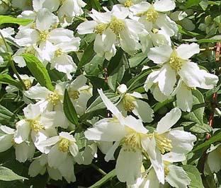 PHILADELPHUS LEMOINEI