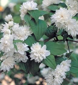 PHILADELPHUS MANTEAU D'HERMINE