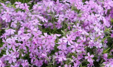 PHLOX (S) MOERHEIMII