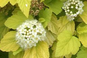 PHYSOCARPUS OPULIF. ANGEL GOLD  ®