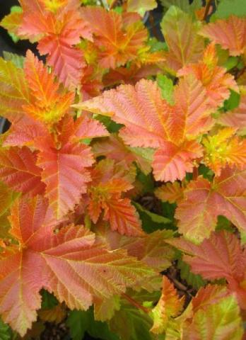 PHYSOCARPUS O. AMBER JUBILEE ®