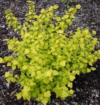 PHYSOCARPUS OPULIF. DART'S GOLD