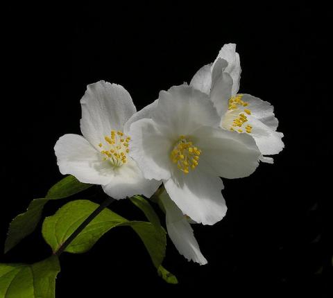 PHILADELPHUS STARBRIGHT®