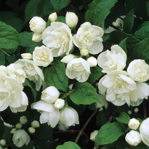 PHILADELPHUS VIRGINAL