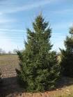 PICEA ABIES