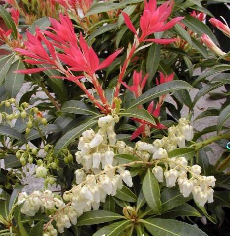 PIERIS FOREST FLAME