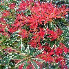 PIERIS FLAMING SILVER