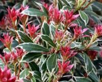 PIERIS JAP. LITTLE HEATH