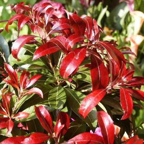 PIERIS JAP. RED MILL