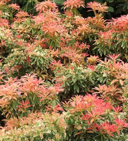 PIERIS JAP. VARIEGATA