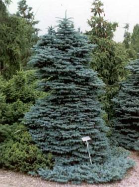 PICEA PUNGENS GLAUCA