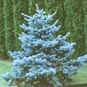 PICEA PUNGENS KOSTER