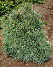 PINUS STROBUS RADIATA