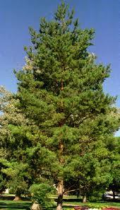 PINUS SYLVESTRIS