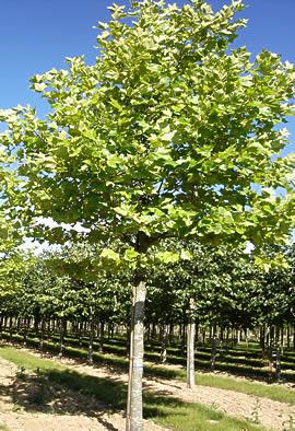 PLATANUS ACERIFOLIA