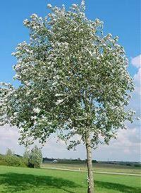 POPULUS ALBA NIVEA