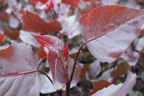 POPULUS DELTOIDES PURPLE TOWER ®